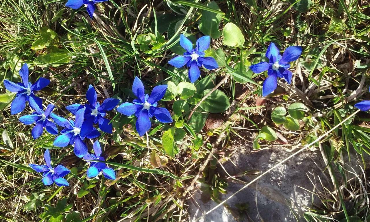 Apartma Pri Bregarju Bohinj Buitenkant foto